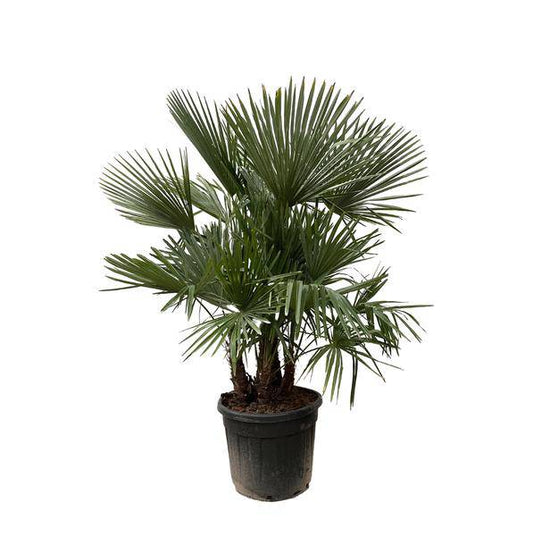 Hanfpalme Gartenpflanze Ø50cm ↕230cm – winterharte Pflanze für Garten, Balkon, Terrasse, Kübel & Beet online kaufen