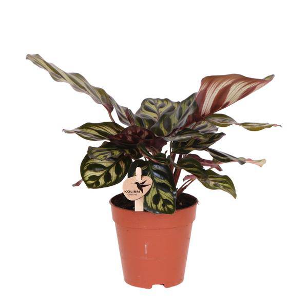 Calathea Makoyana – Pfauen – Korbmaranthe – Zimmerpflanze – Ø9cm – Exotische, kompakte Grünpflanze mit dekorativen Blättern