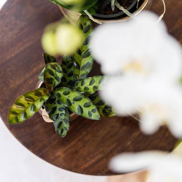 Calathea Makoyana – Pfauen – Korbmaranthe – Zimmerpflanze – Ø9cm – Exotische, kompakte Grünpflanze mit dekorativen Blättern