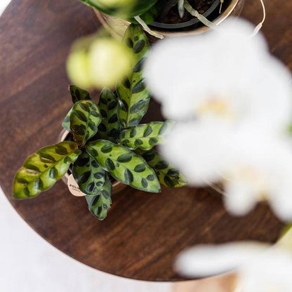 Calathea Makoyana – Pfauen – Korbmaranthe – Zimmerpflanze – Ø9cm – Exotische, kompakte Grünpflanze mit dekorativen Blättern