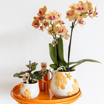 Calathea Makoyana – Pfauen – Korbmaranthe – Zimmerpflanze – Ø9cm – Exotische, kompakte Grünpflanze mit dekorativen Blättern