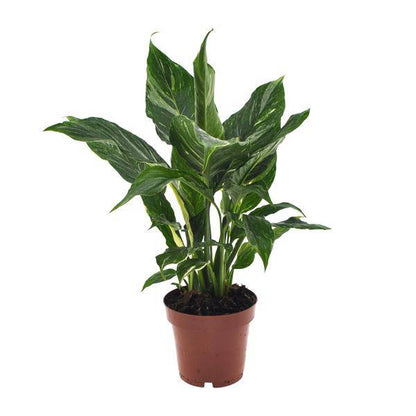 Einblatt Spathiphyllum Diamant Friedenslilie Zimmerpflanze Ø12cm ↕40cm Zimmerpflanze Ø12cm ↕40cm – pflegeleichte Grünpflanze für Wohnzimmer