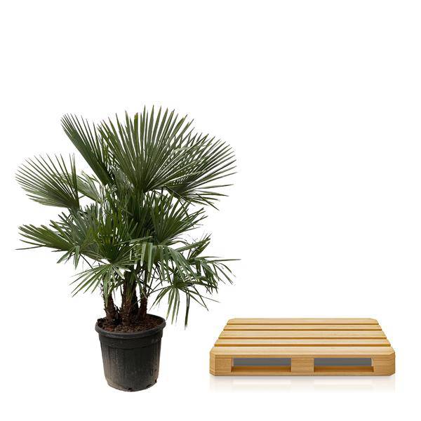 Hanfpalme Gartenpflanze Ø50cm ↕230cm – winterharte Pflanze für Garten, Balkon, Terrasse, Kübel & Beet online kaufen