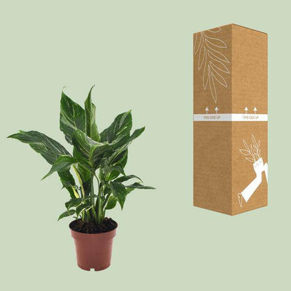 Einblatt Spathiphyllum Diamant Friedenslilie Zimmerpflanze Ø12cm ↕40cm Zimmerpflanze Ø12cm ↕40cm – pflegeleichte Grünpflanze für Wohnzimmer