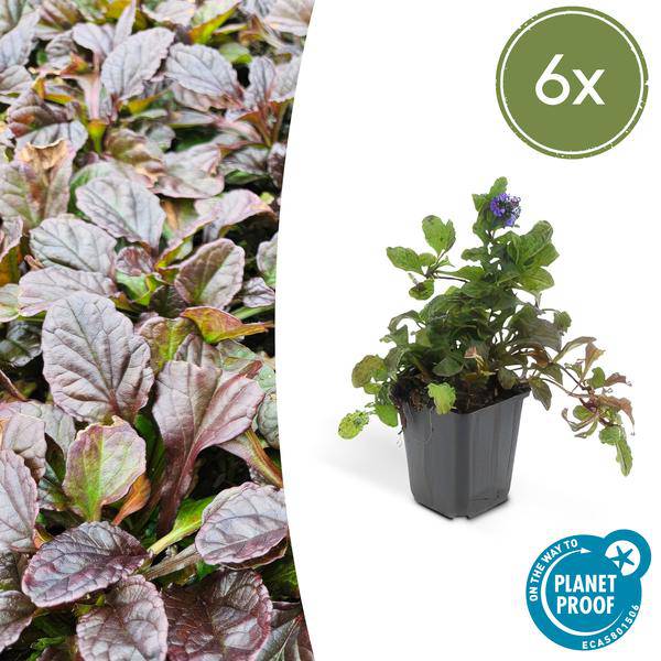 Kriechender Günsel Ajuga reptans – ↕10-25cm – Ø9cm – Bodendecker – Halbschatten & Schatten – Blühend & pflegeleicht