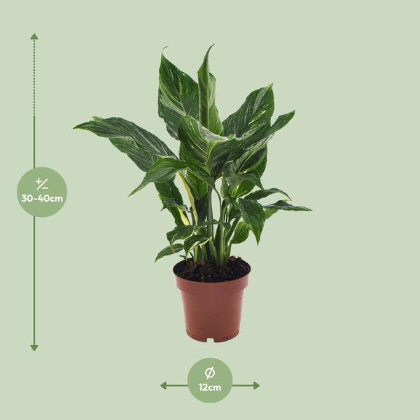 Einblatt Spathiphyllum Diamant Friedenslilie Zimmerpflanze Ø12cm ↕40cm Zimmerpflanze Ø12cm ↕40cm – pflegeleichte Grünpflanze für Wohnzimmer