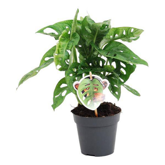 Monstera obliqua Monkey Leaf – Fensterblatt – Kletterpflanze und Zimmerpflanze mit dekorativen Blättern – Ø12cm – ↕25cm
