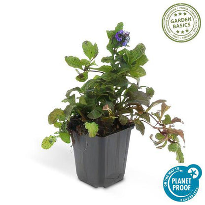 Kriechender Günsel Ajuga reptans – ↕10-25cm – Ø9cm – Bodendecker – Halbschatten & Schatten – Blühend & pflegeleicht