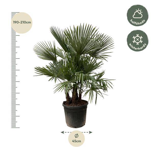 Hanfpalme Gartenpflanze Ø50cm ↕230cm – winterharte Pflanze für Garten, Balkon, Terrasse, Kübel & Beet online kaufen
