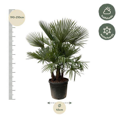 Hanfpalme Gartenpflanze Ø50cm ↕230cm – winterharte Pflanze für Garten, Balkon, Terrasse, Kübel & Beet online kaufen