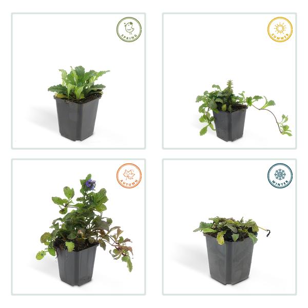Kriechender Günsel Ajuga reptans – ↕10-25cm – Ø9cm – Bodendecker – Halbschatten & Schatten – Blühend & pflegeleicht