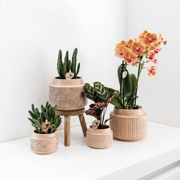 Calathea Makoyana – Pfauen – Korbmaranthe – Zimmerpflanze – Ø9cm – Exotische, kompakte Grünpflanze mit dekorativen Blättern
