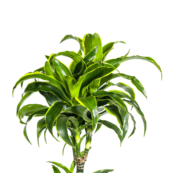 Drachenbaum Dracaena Deremensis Dorado Zimmerpflanze Ø27cm ↕180cm – pflegeleichte Grünpflanze für Wohnzimmer, Büro & helle Standorte kaufen