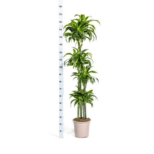 Drachenbaum Dracaena Deremensis Dorado Zimmerpflanze Ø27cm ↕180cm – pflegeleichte Grünpflanze für Wohnzimmer, Büro & helle Standorte kaufen