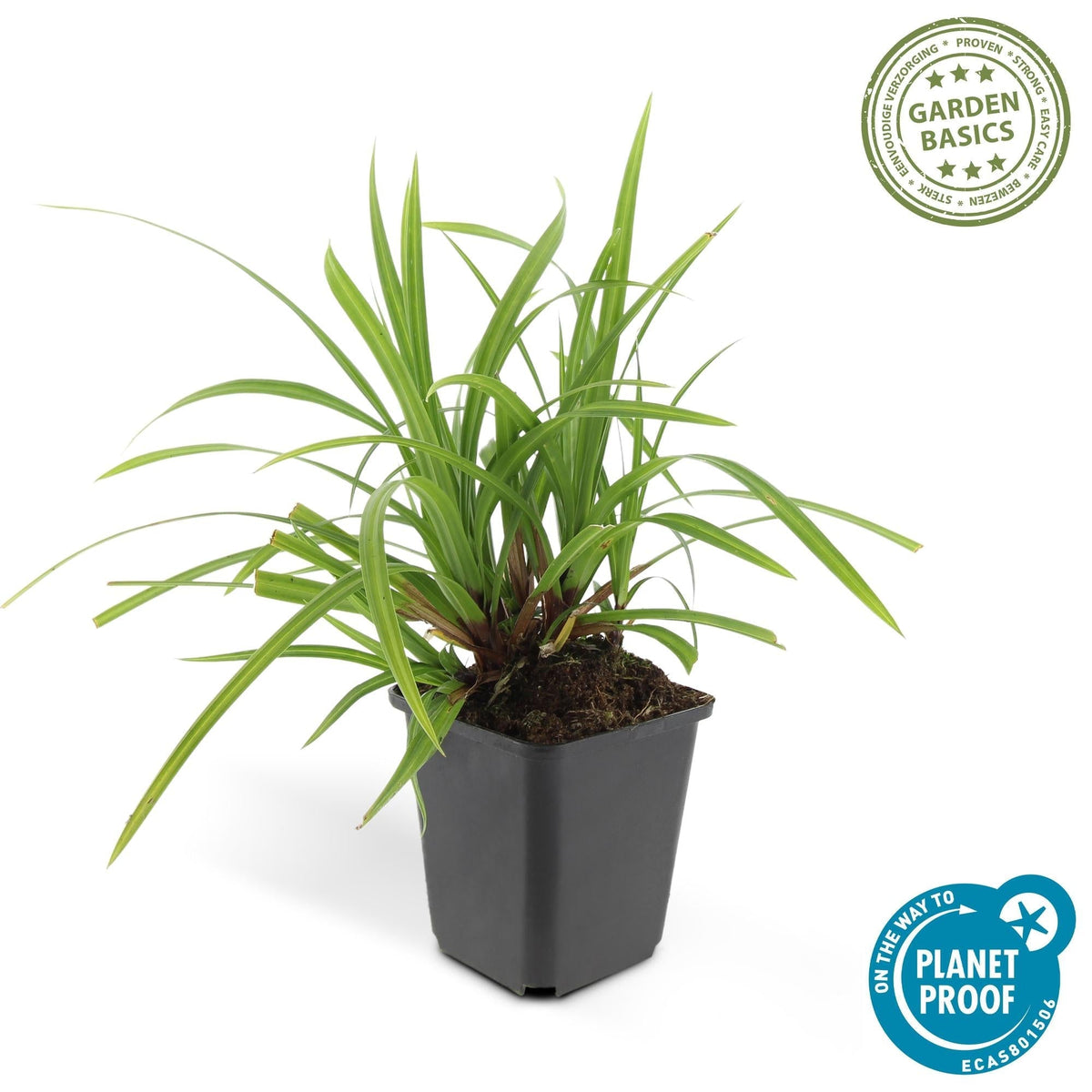 Grünblättrige Segge Carex morrowii 'Irish Green' – ↕10-25cm – Ø9cm – Immergrün – Pflegeleicht – Schattentauglich