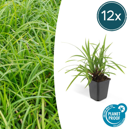 Grünblättrige Segge Carex morrowii 'Irish Green' – ↕10-25cm – Ø9cm – Immergrün – Pflegeleicht – Schattentauglich