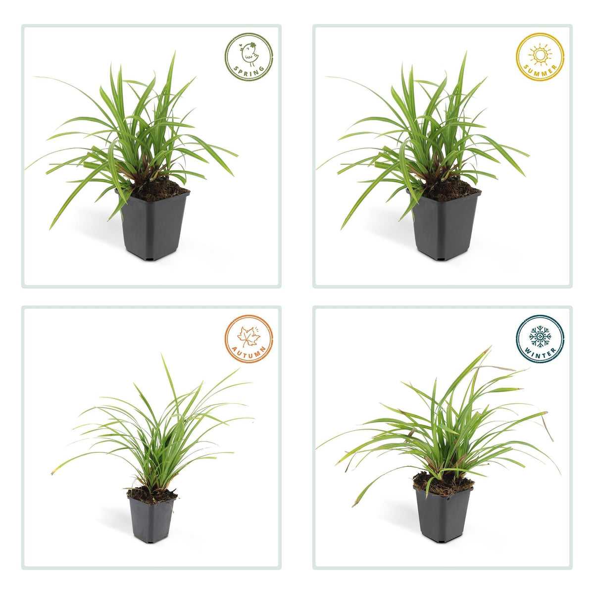 Grünblättrige Segge Carex morrowii 'Irish Green' – ↕10-25cm – Ø9cm – Immergrün – Pflegeleicht – Schattentauglich