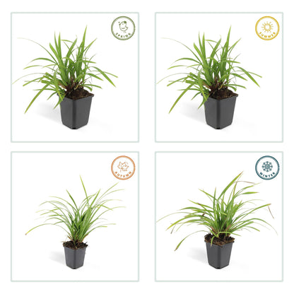 Grünblättrige Segge Carex morrowii 'Irish Green' – ↕10-25cm – Ø9cm – Immergrün – Pflegeleicht – Schattentauglich