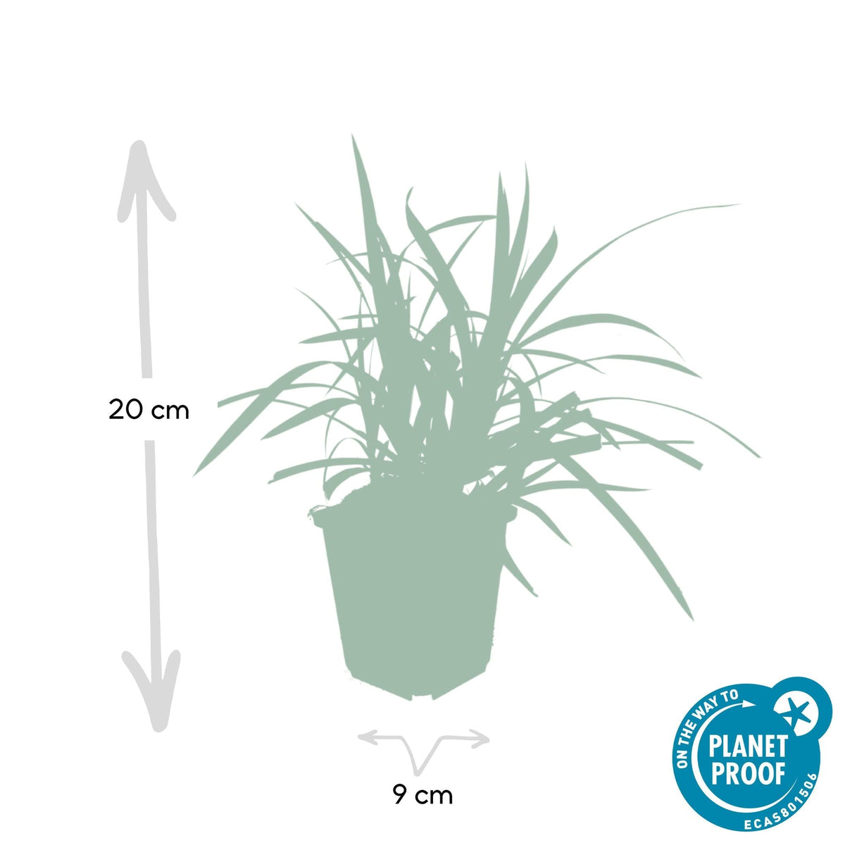 Grünblättrige Segge Carex morrowii 'Irish Green' – ↕10-25cm – Ø9cm – Immergrün – Pflegeleicht – Schattentauglich