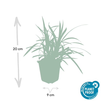 Grünblättrige Segge Carex morrowii 'Irish Green' – ↕10-25cm – Ø9cm – Immergrün – Pflegeleicht – Schattentauglich