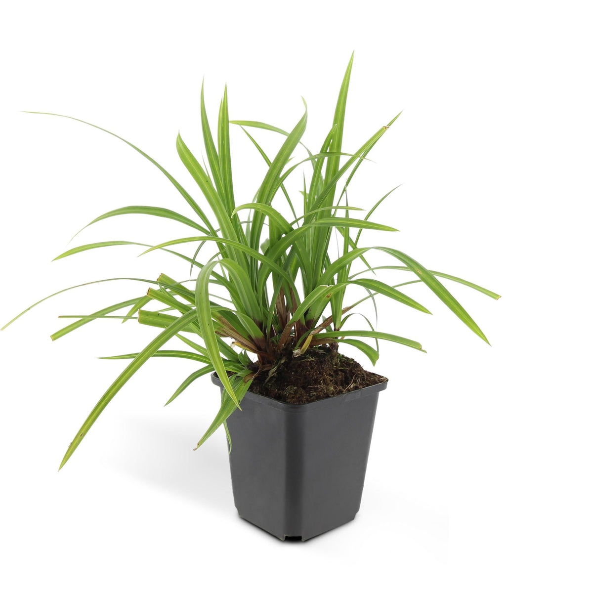 Grünblättrige Segge Carex morrowii 'Irish Green' – ↕10-25cm – Ø9cm – Immergrün – Pflegeleicht – Schattentauglich