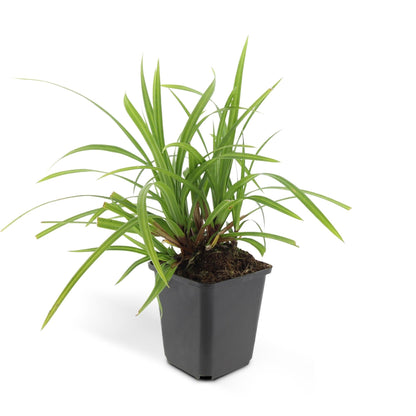 Grünblättrige Segge Carex morrowii 'Irish Green' – ↕10-25cm – Ø9cm – Immergrün – Pflegeleicht – Schattentauglich