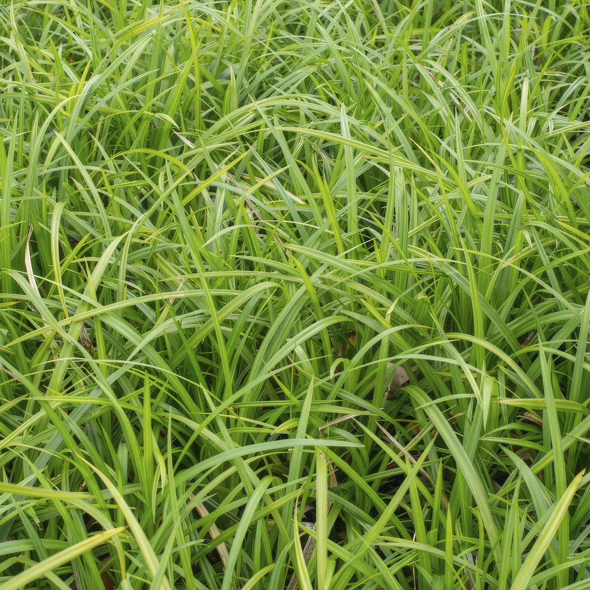 Grünblättrige Segge Carex morrowii 'Irish Green' – ↕10-25cm – Ø9cm – Immergrün – Pflegeleicht – Schattentauglich