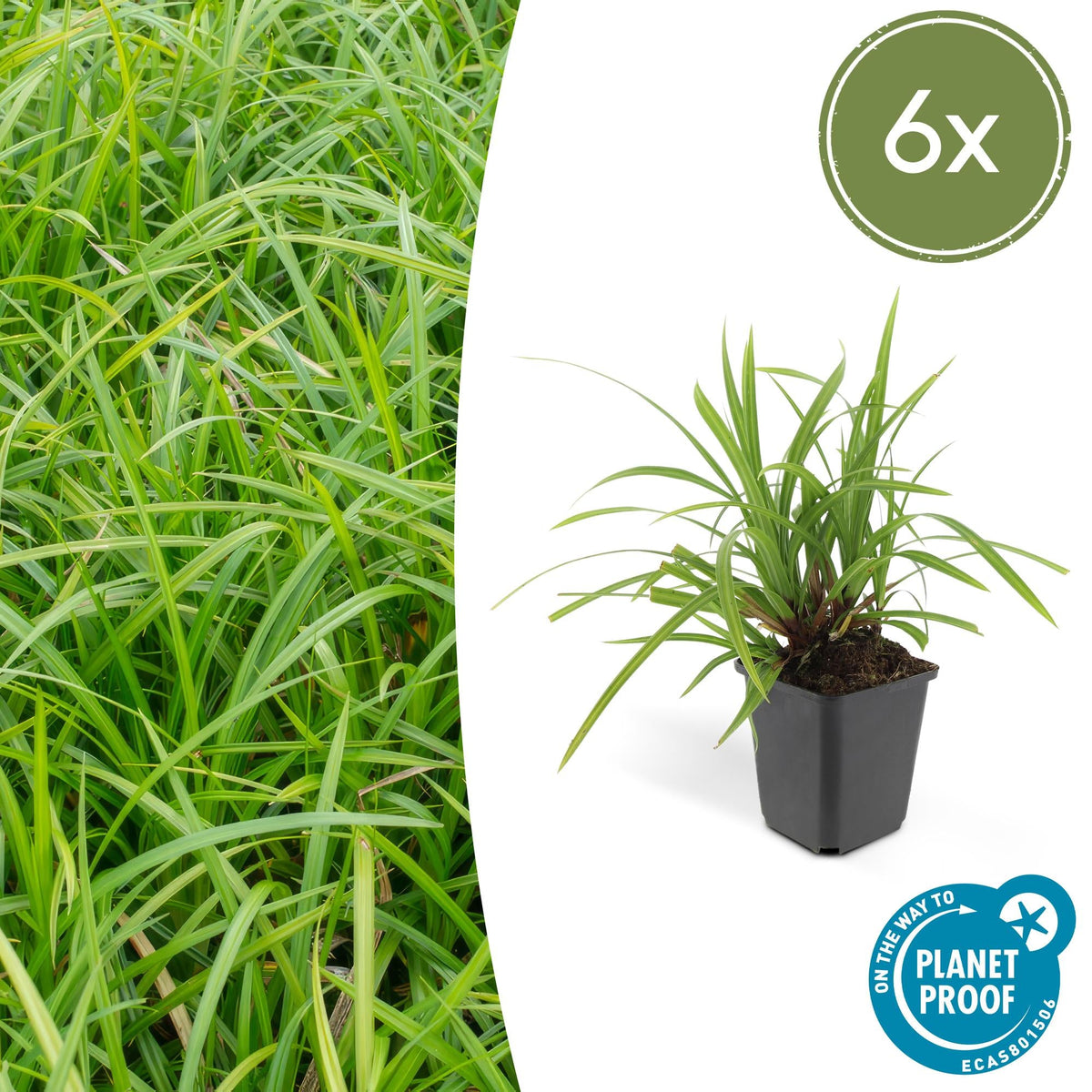 Grünblättrige Segge Carex morrowii 'Irish Green' – ↕10-25cm – Ø9cm – Immergrün – Pflegeleicht – Schattentauglich