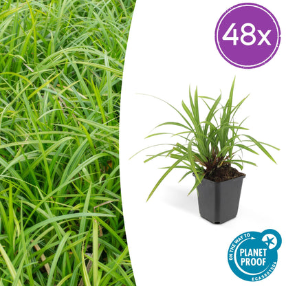 Grünblättrige Segge Carex morrowii 'Irish Green' – ↕10-25cm – Ø9cm – Immergrün – Pflegeleicht – Schattentauglich
